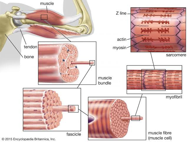 Does BCAA Help In Muscle Repair?